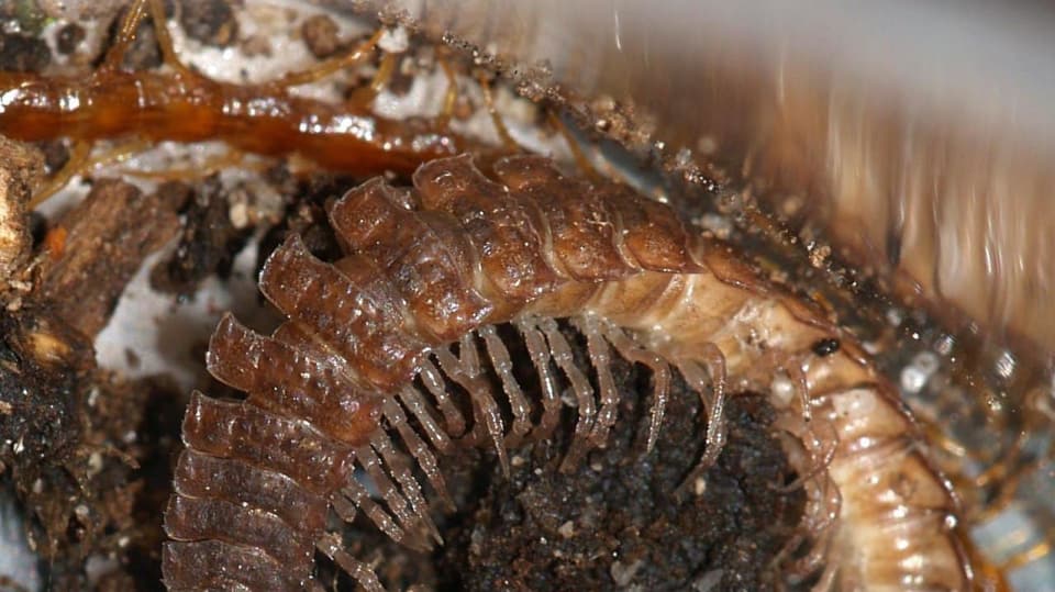 plochule druhu polydesmus angustus